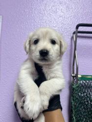 Shelter Stray Male Dog last seen Near ALBUM AVE, CITY of El Paso, TX, 5001 Fred Wilson Ave, El Paso, TX 79906, USA