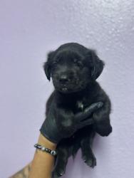 Shelter Stray Male Dog last seen Near ALBUM AVE, CITY of El Paso, TX, 5001 Fred Wilson Ave, El Paso, TX 79906, USA