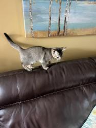 Lost Male Cat last seen Con 6 line 9, Tiny, ON L0L 2J0