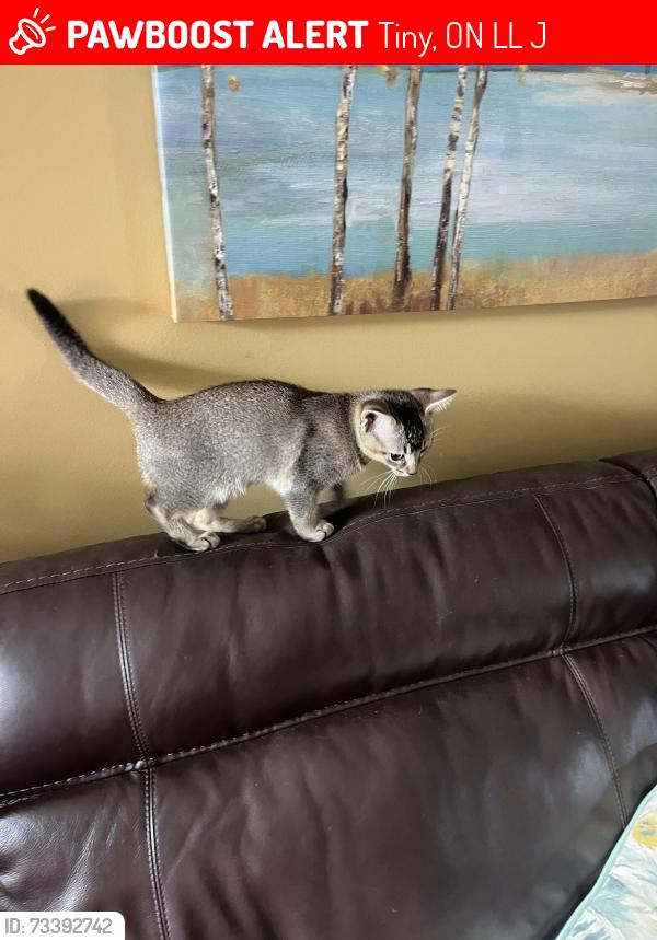 Lost Male Cat last seen Con 6 line 9, Tiny, ON L0L 2J0