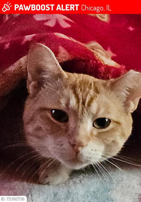 Lost Male Cat last seen Barry & Neenah Ave, Chicago, IL 60634