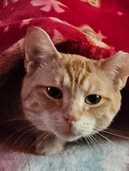 Lost Male Cat last seen Barry & Neenah Ave, Chicago, IL 60634