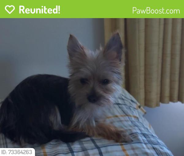Reunited Female Dog last seen Alpine rd. Close to planet fitness, San Mateo County, CA 94028