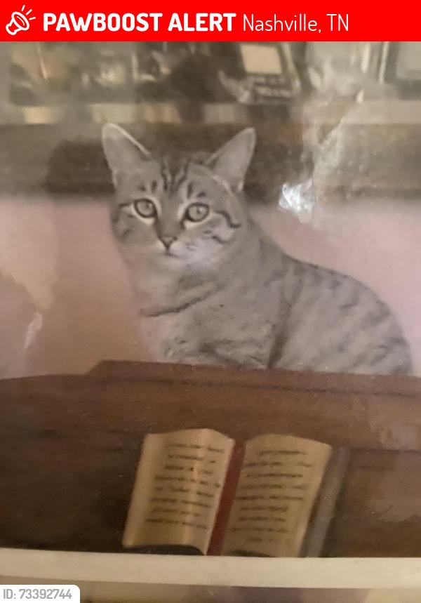 Lost Female Cat last seen Granny White Pike and Glenwood Avenue, Nashville, TN 37204