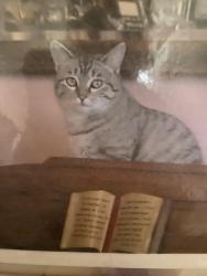 Lost Female Cat last seen Granny White Pike and Glenwood Avenue, Nashville, TN 37204