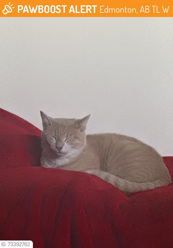 Found/Stray Unknown Cat last seen Millwoods mall, Edmonton, AB T6L 2W5