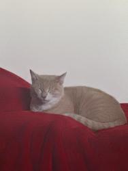 Found/Stray Unknown Cat last seen Millwoods mall, Edmonton, AB T6L 2W5