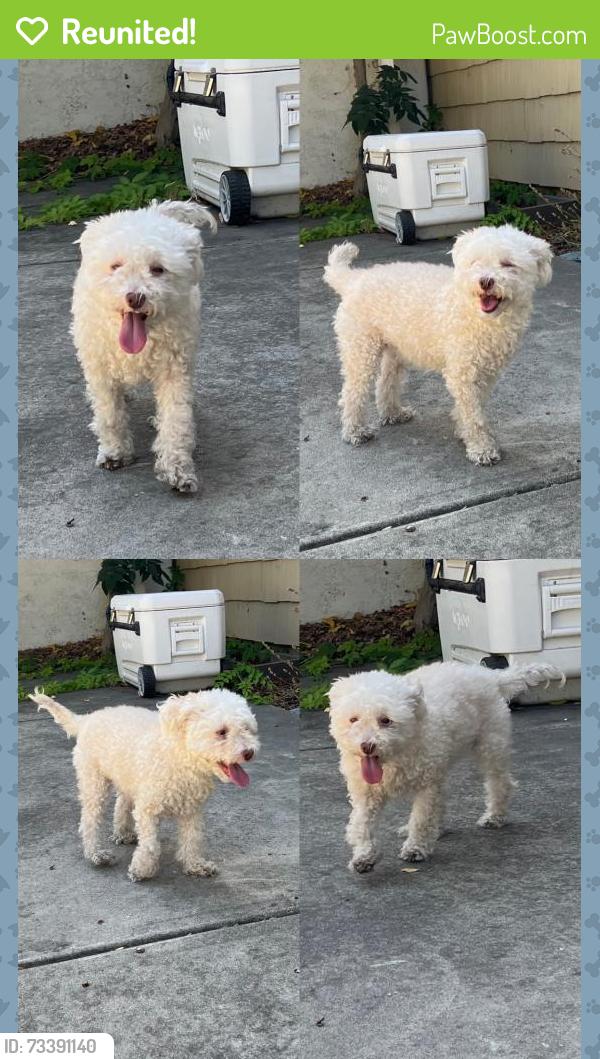Reunited Female Dog last seen Sierra Rd and Berryessa Rd, San Jose, CA 95132