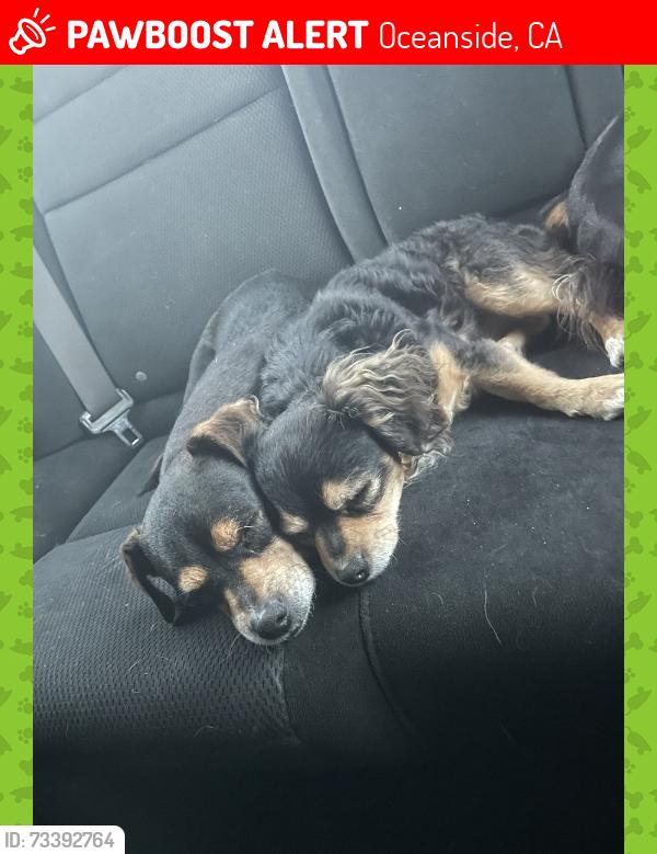 Lost Female Dog last seen Festival dr, Oceanside, CA 92057
