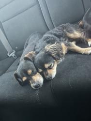 Lost Female Dog last seen Festival dr, Oceanside, CA 92057