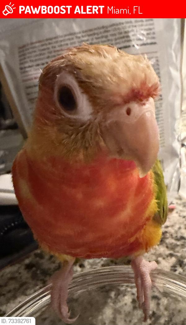 Lost Unknown Bird last seen Hammocks blvd and 104th st, Miami, FL 33196