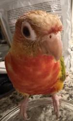 Lost Unknown Bird last seen Hammocks blvd and 104th st, Miami, FL 33196