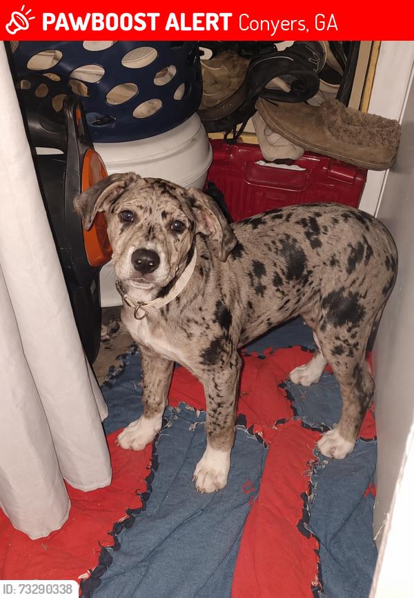 Lost Male Dog last seen Near broad st ne Conyers ga 30013, Conyers, GA 30012