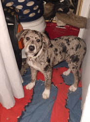 Lost Male Dog last seen Near broad st ne Conyers ga 30013, Conyers, GA 30012