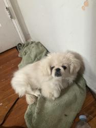 Reunited Male Dog last seen 48th and Lyon, San Diego, CA 92102
