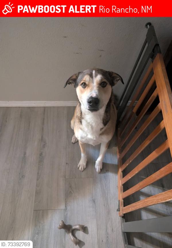 Lost Female Dog last seen North Hills 17th/19th, Rio Rancho, NM 87144