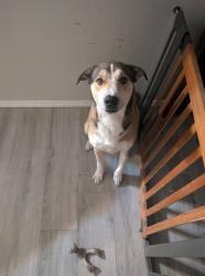 Lost Female Dog last seen North Hills 17th/19th, Rio Rancho, NM 87144