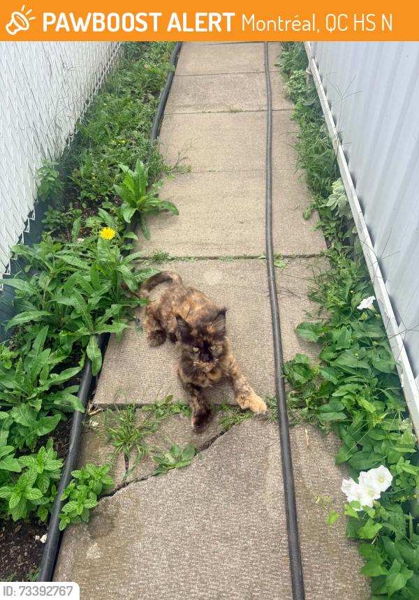 Found/Stray Unknown Cat last seen Vittel, Montréal, QC H1S 2N2