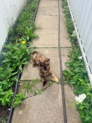 Found/Stray Unknown Cat last seen Vittel, Montréal, QC H1S 2N2