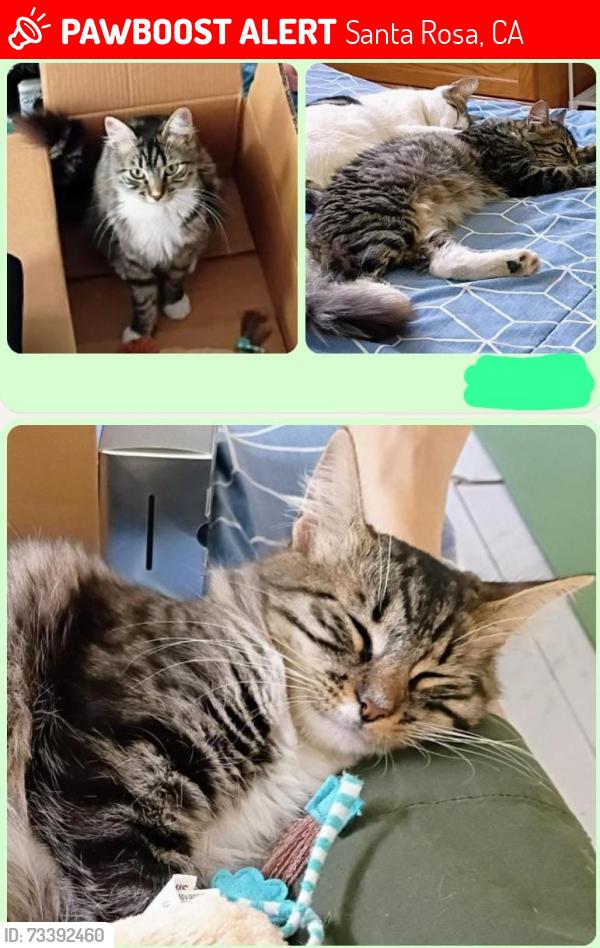 Lost Female Cat last seen Dutton Ave and W Barham Ave, Santa Rosa, CA 95407