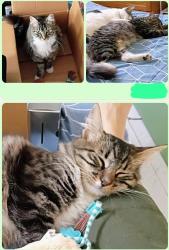 Lost Female Cat last seen Dutton Ave and W Barham Ave, Santa Rosa, CA 95407
