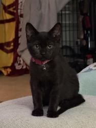 Lost Female Cat last seen Edgewood, Burlington, NC 27215