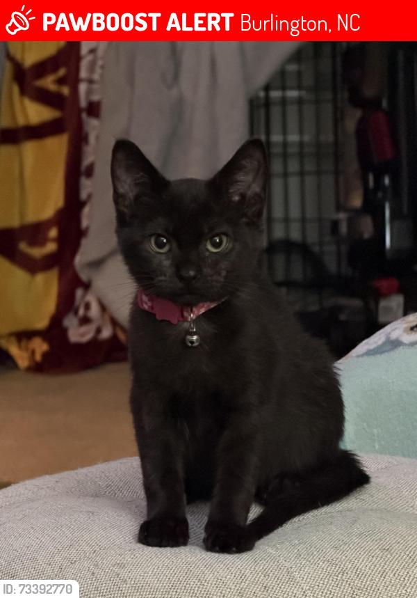 Lost Female Cat last seen Edgewood, Burlington, NC 27215