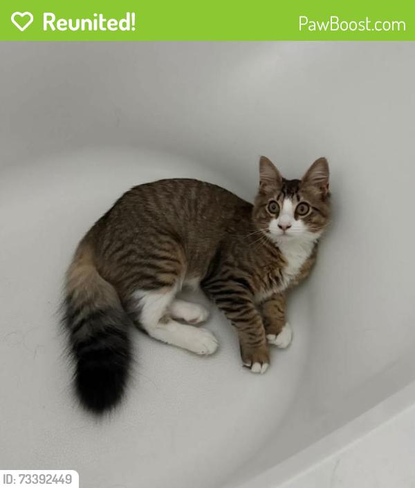 Reunited Male Cat last seen North Park Drive, Levittown, PA 19054