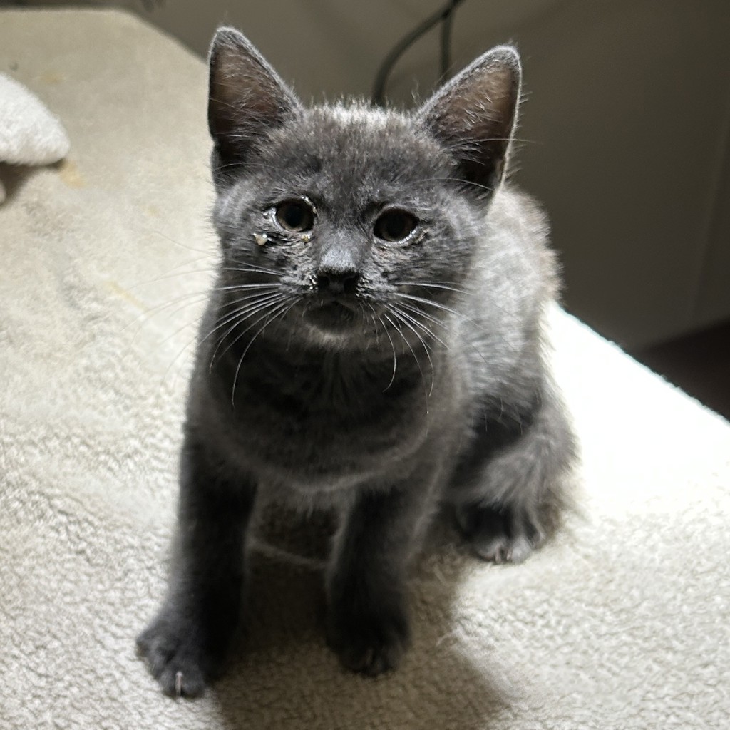 Shelter Stray Male Cat last seen Frederick Road, SAN LEANDRO, CA, 94577, 8323 Baldwin St, Oakland, CA 94621, USA