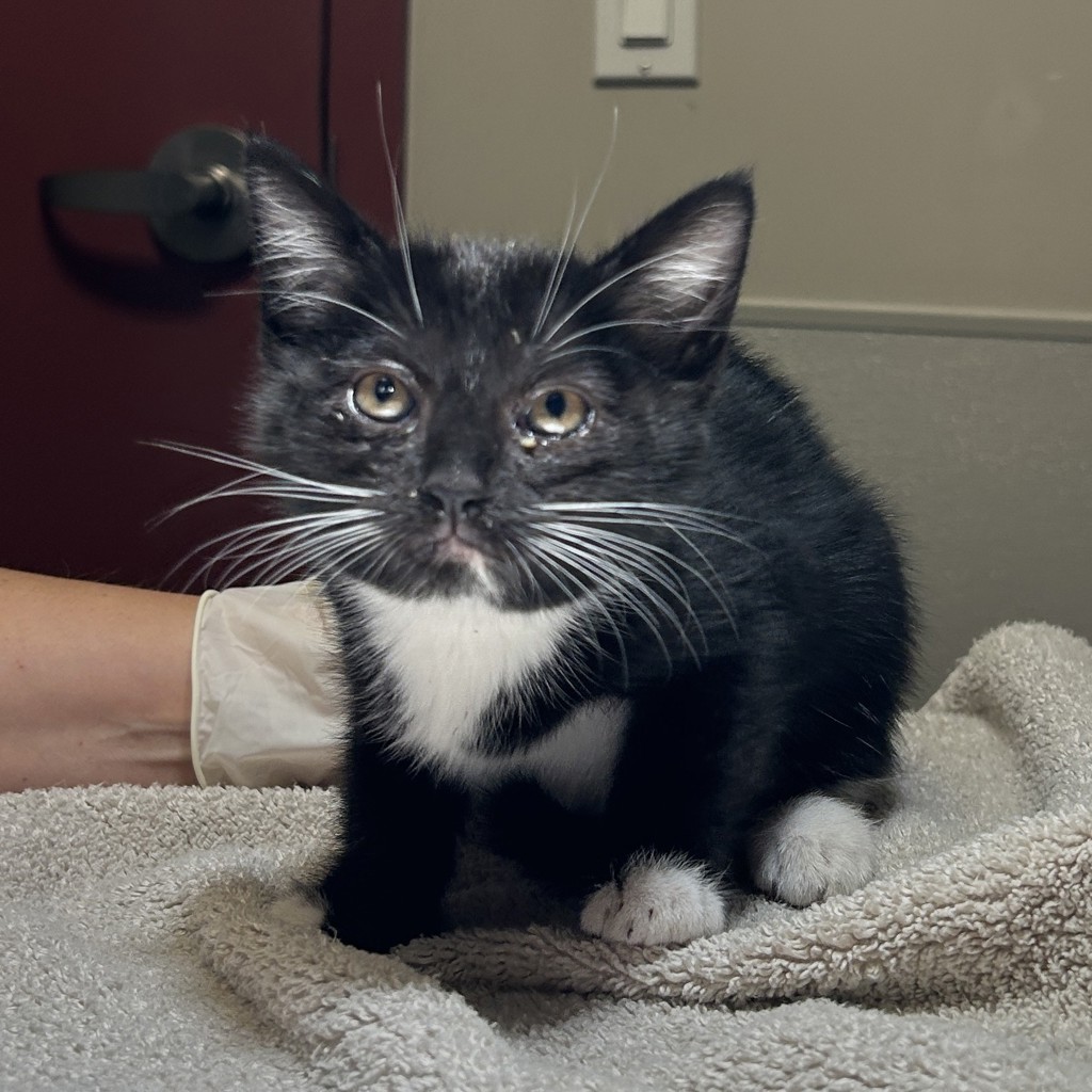 Shelter Stray Female Cat last seen Frederick Road, SAN LEANDRO, CA, 94577, 8323 Baldwin St, Oakland, CA 94621, USA
