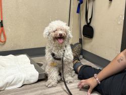 Shelter Stray Female Dog last seen Near Copper Drive, Vista, CA, 92083, Oceanside, CA 92058, USA