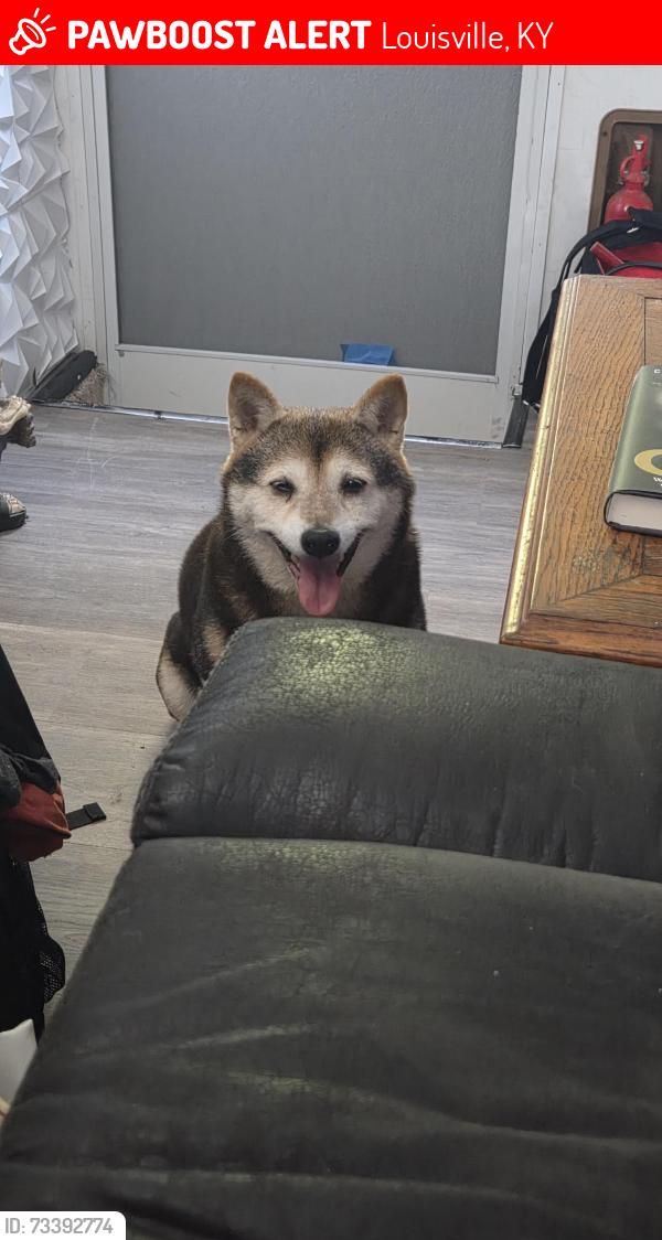 Lost Female Dog last seen Shingo, Louisville, KY 40215