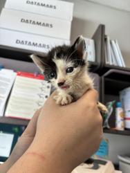 Shelter Stray Female Cat last seen Near S Riverside Drive, SALT LAKE CITY, UT, 84104, 511 W 3900 S, Salt Lake City, UT 84123, USA