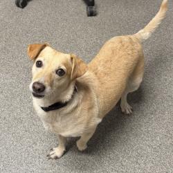 Shelter Stray Female Dog last seen Rose Street, Escondido, CA, 92027, Escondido, CA 92027, USA