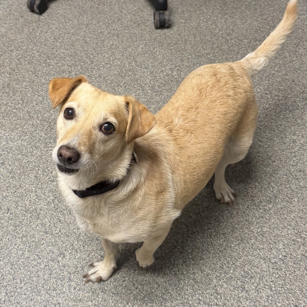 Shelter Stray Female Dog last seen Rose Street, Escondido, CA, 92027, Escondido, CA 92027, USA