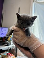 Shelter Stray Female Cat last seen Near S Riverside Drive, SALT LAKE CITY, UT, 84104, 511 W 3900 S, Salt Lake City, UT 84123, USA