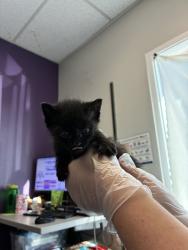 Shelter Stray Male Cat last seen Near S Riverside Drive, SALT LAKE CITY, UT, 84104, 511 W 3900 S, Salt Lake City, UT 84123, USA
