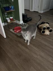 Reunited Male Cat last seen Anderson Hwy, Sheetz, Powhatan, VA 23139