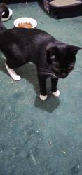 Found/Stray Female Cat last seen Kaiser Permanente, Olympia, WA 98506