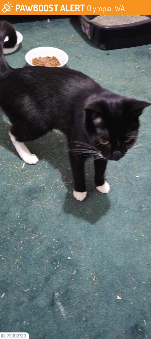 Found/Stray Female Cat last seen Kaiser Permanente, Olympia, WA 98506