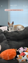 Lost Male Dog last seen Loves gas station, Patterson, CA 95363