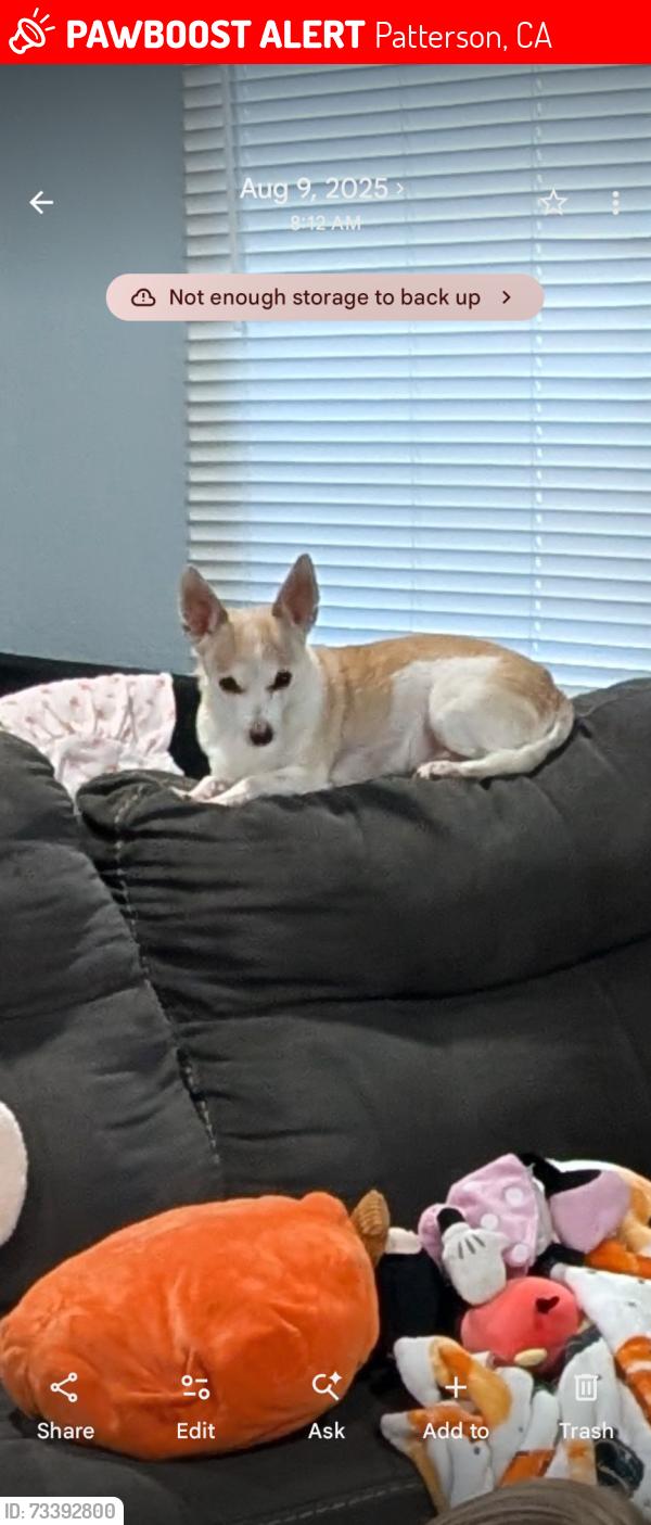 Lost Male Dog last seen Loves gas station, Patterson, CA 95363
