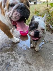 Found/Stray Male Dog last seen Empty lot, Portland, TX 78374