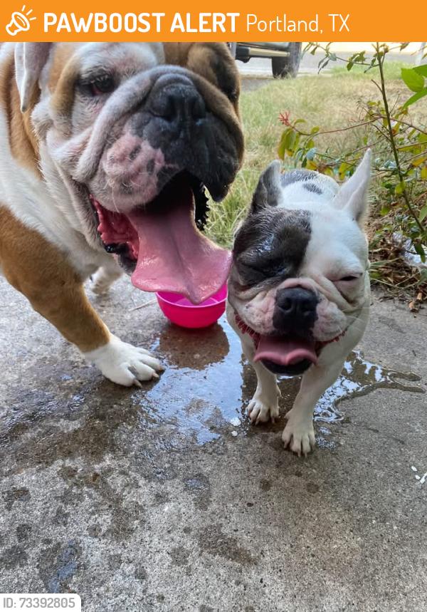 Found/Stray Male Dog last seen Empty lot, Portland, TX 78374