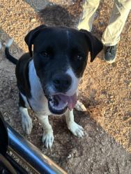Found/Stray Male Dog last seen Findley & Albert Evans S in Wilmer, Mobile County, AL 36587