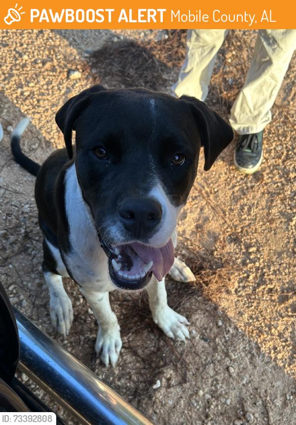 Found/Stray Male Dog last seen Findley & Albert Evans S in Wilmer, Mobile County, AL 36587