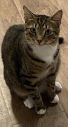 Reunited Male Cat last seen East Elm Street and Davis Avenue. By Charlotte Barne Interior Designer, Greenwich, CT 06830