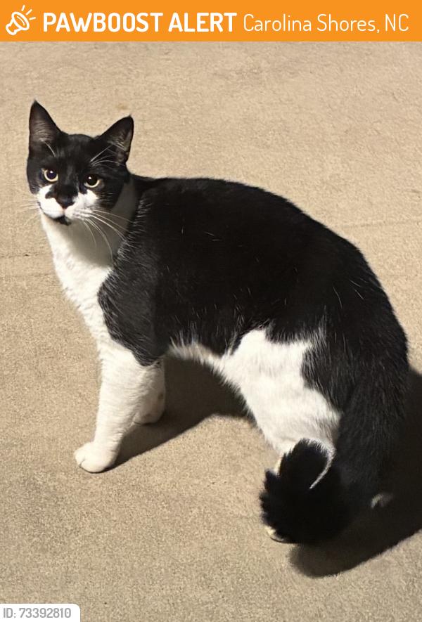 Found/Stray Unknown Cat last seen The Farm at Brunswick across from South Brunswick Library, Carolina Shores, NC 28467