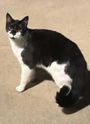 Found/Stray Unknown Cat last seen The Farm at Brunswick across from South Brunswick Library, Carolina Shores, NC 28467