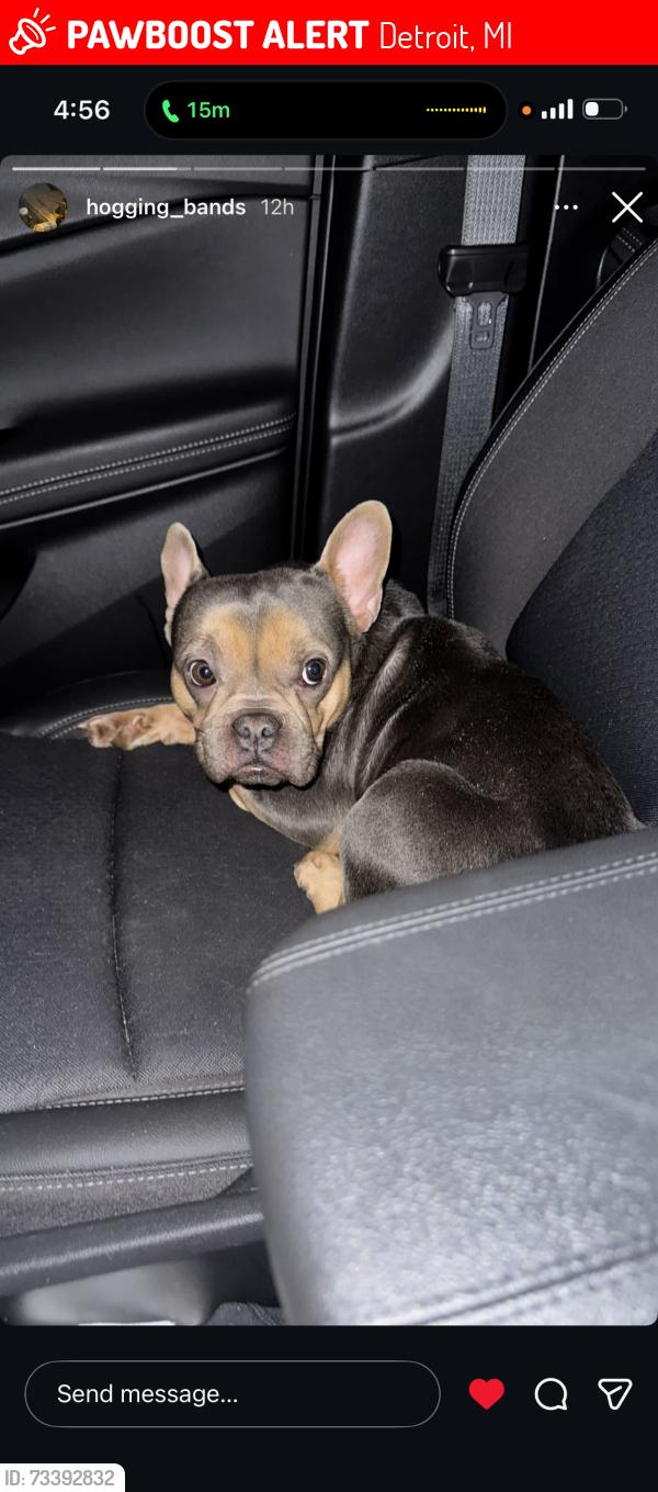 Lost Female Dog last seen Chicago and Southfield, Detroit, MI 48228
